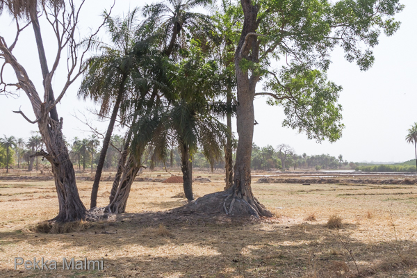 Kampantin avointa viljelyaluetta