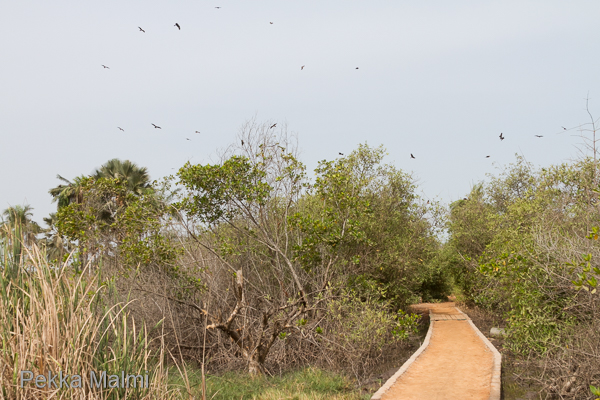 Petolintujen ruokintaa