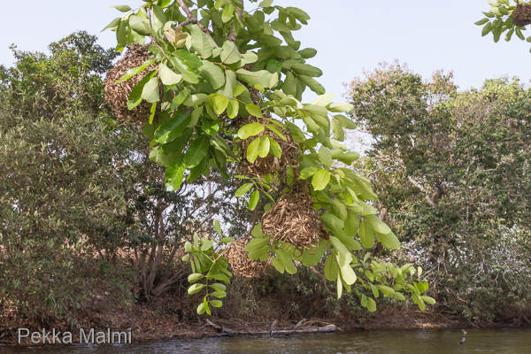 Kutojalinnun pesi�