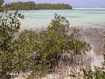 Nabq�n mangrovealue