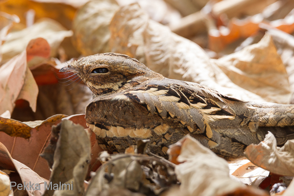 Nauhakehr��j� p�iv�levolla