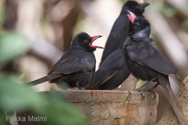 Paimenharakat juomapaikalla 