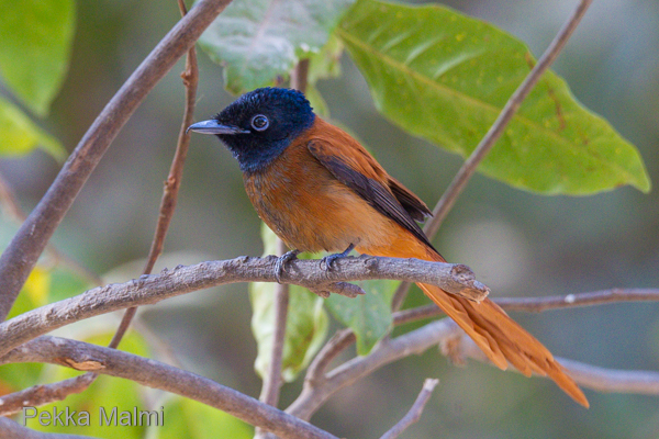 Punaparatiisimonarkki hy�nteisjahdissa