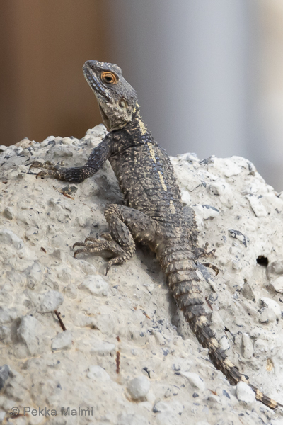 Lisko rantakivill� 