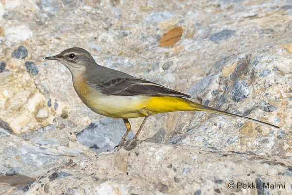 Virtav�st�r�kki  