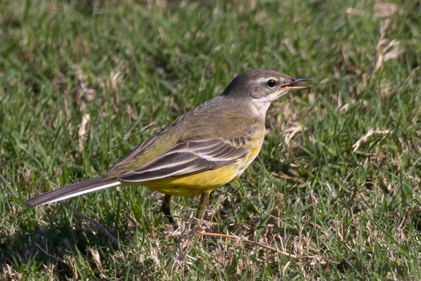 Keltav�st�r�kki 