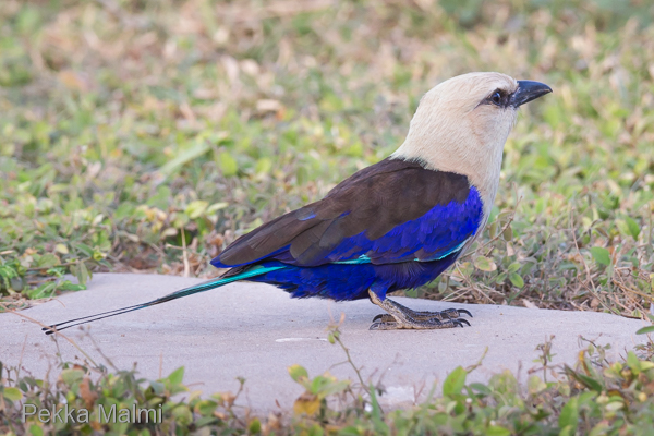 Vaaleasinin�rhi Sun Beach hotellin puutarhassa