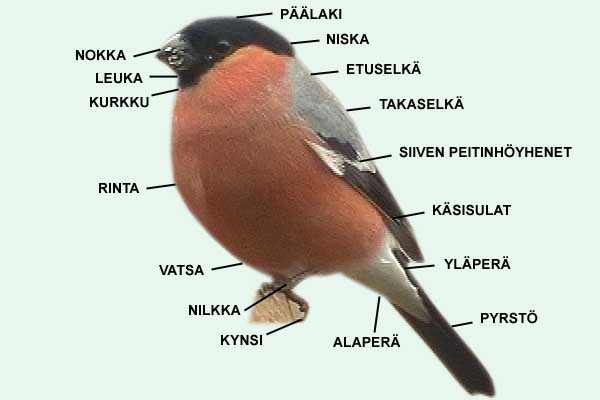 Linnun ruumiinosien nimet