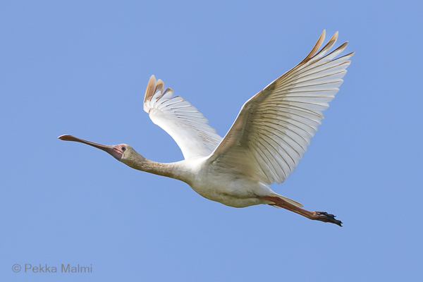 Afrikankapustahaikara  