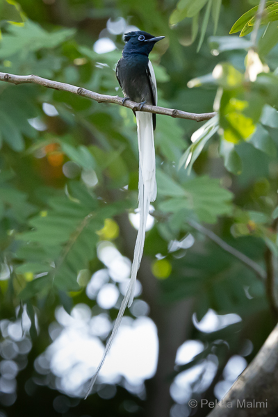 Afrikanparatiisimonarkki