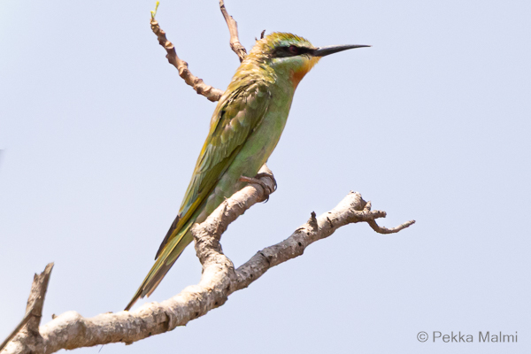 Haaramehil�issy�j� 