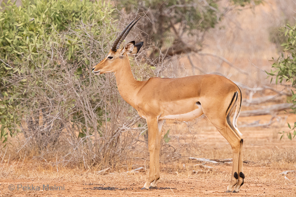 Impala-antilooppi