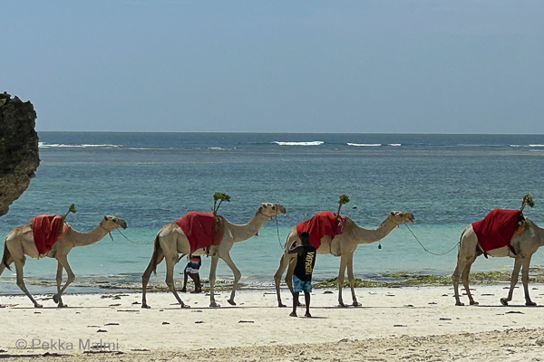 Kamelikyyti tarjolla   