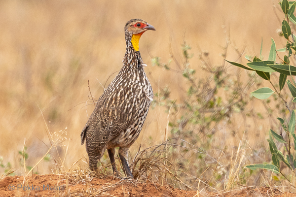 Keltakurkkufrankoliini
