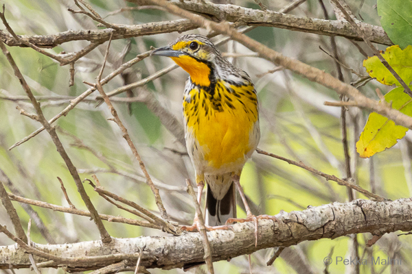 Kultakurkkuv�st�r�kki