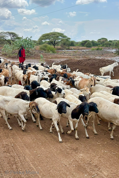 Masaimies ty�ss��n  