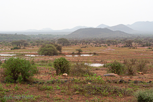 Puisto iltap�iv�n sateen j�lkeen