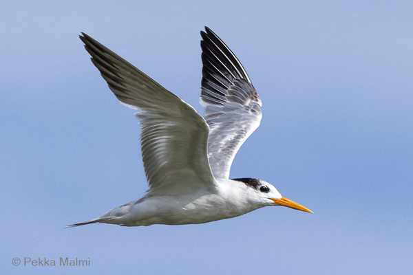 Pikkut�yht�tiira 