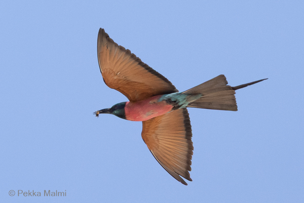 Punamehil�issy�j� 