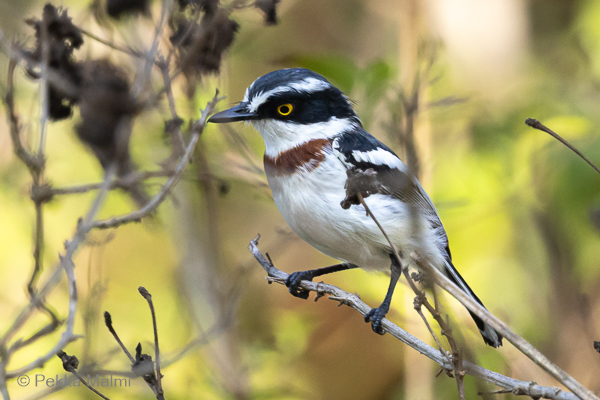 Rannikkot�p�sieppo