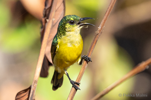 Sitruunavihermedest�j�