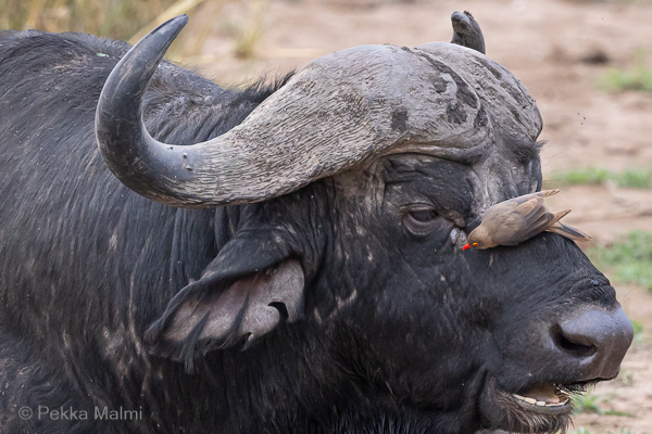 Vesipuhveli ja loisnokka    
